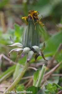 Taraxacum copidophyllum – pampeliška šavlovitá