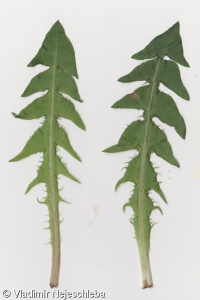Taraxacum ekmanii – pampeliška salátová