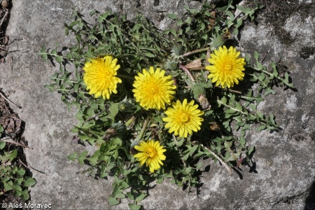 Taraxacum erythrospermum &ndash; pampeliška červenoplodá