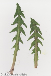 Taraxacum fasciatum – pampeliška svazčitá