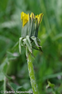 Taraxacum huelphersianum – pampeliška Huelphersova