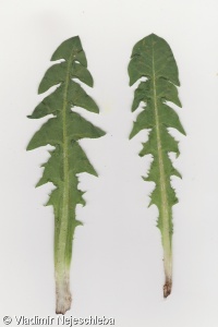 Taraxacum laticordatum – pampeliška širolistá