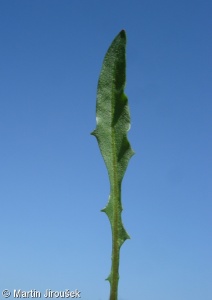 Taraxacum mendax – pampeliška klamavá
