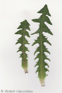 Taraxacum pallidipes – pampeliška bledonohá