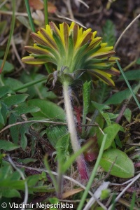 Taraxacum sect. Erythrosperma – červenoplodé pampelišky