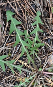 Taraxacum sect. Erythrosperma – červenoplodé pampelišky