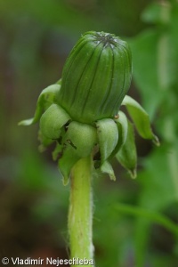 Taraxacum ruptifolium – pampeliška potrhaná