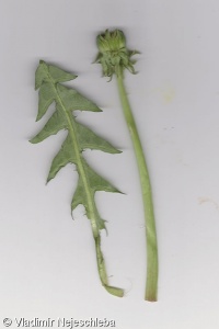 Taraxacum subhuelphersianum – pampeliška přehlížená
