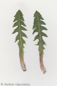 Taraxacum subxanthostigma – pampeliška brunátná