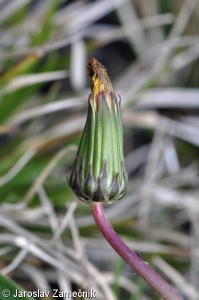 Taraxacum trilobifolium – pampeliška nezvěstná