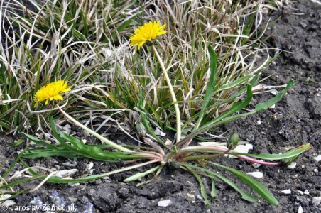 Taraxacum trilobifolium – pampeliška nezvěstná