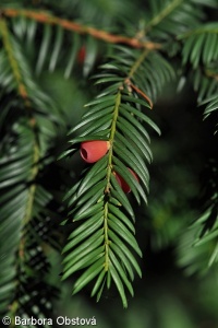 Taxus baccata – tis červený