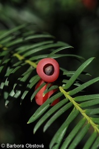 Taxus baccata – tis červený
