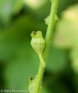 Tellima grandiflora – mitrovka velkokvětá