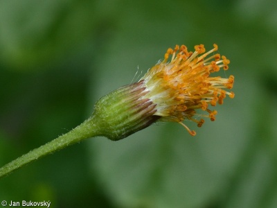 Tephroseris aurantiaca – starček oranžový, pastarček oranžový