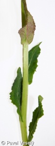Tephroseris crispa – starček potoční, pastarček potoční