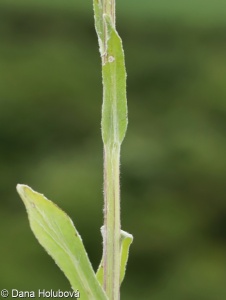 Tephroseris integrifolia – starček celolistý, pastarček celolistý