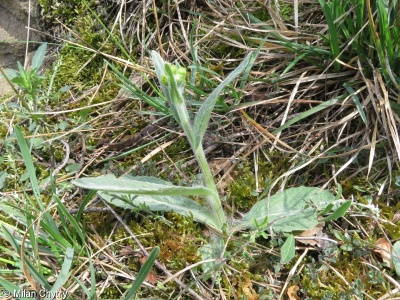 Tephroseris integrifolia – starček celolistý, pastarček celolistý