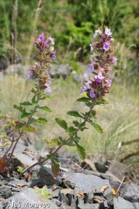 Teucrium chamaedrys &ndash; ožanka kalamandra