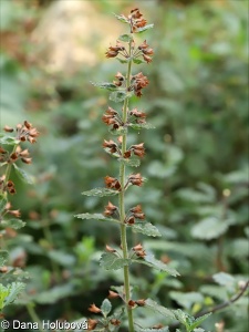 Teucrium chamaedrys subsp. nuchense