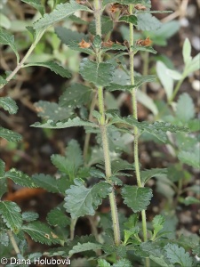 Teucrium chamaedrys subsp. nuchense