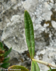 Teucrium montanum subsp. montanum – ožanka horská pravá, ožanka chlumní pravá