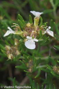 Teucrium montanum subsp. montanum – ožanka horská pravá, ožanka chlumní pravá