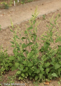 Teucrium scorodonia subsp. scorodonia – ožanka lesní pravá