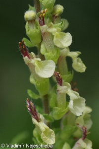 Teucrium scorodonia subsp. scorodonia – ožanka lesní pravá