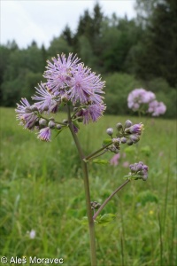 Thalictrum aquilegiifolium – žluťucha orlíčkolistá