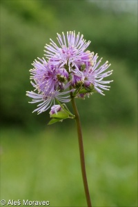 Thalictrum aquilegiifolium – žluťucha orlíčkolistá