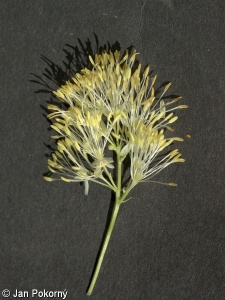 Thalictrum simplex subsp. galioides – žluťucha jednoduchá svízelová