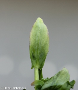 Noccaea caerulescens subsp. caerulescens – penízek modravý pravý