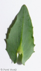 Microthlaspi perfoliatum agg. – okruh penízku prorostlého