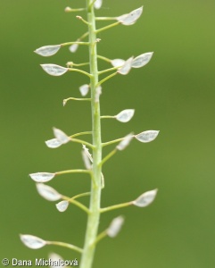 Microthlaspi perfoliatum agg. – okruh penízku prorostlého