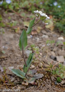 Noccaea perfoliata