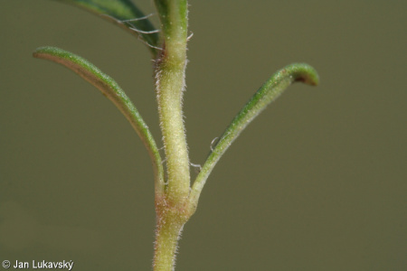 Thymus pannonicus agg. – okruh mateřídoušky panonské