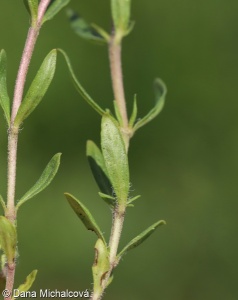 Thymus pannonicus agg. – okruh mateřídoušky panonské