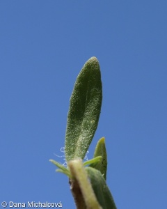 Thymus pannonicus &ndash; mateřídouška panonská