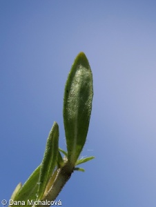 Thymus pannonicus &ndash; mateřídouška panonská