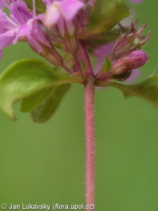 Thymus pulcherrimus subsp. sudeticus – mateřídouška ozdobná sudetská