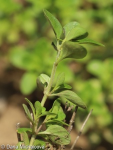 Thymus pulegioides – mateřídouška vejčitá
