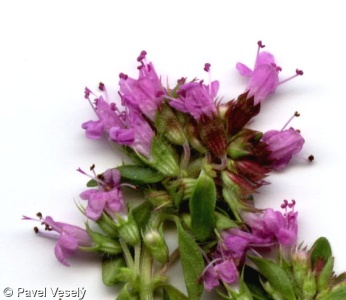 Thymus pulegioides – mateřídouška vejčitá