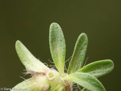 Thymus serpyllum – mateřídouška úzkolistá