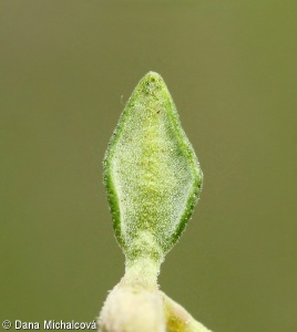 Thymus vulgaris – mateřídouška obecná, tymián
