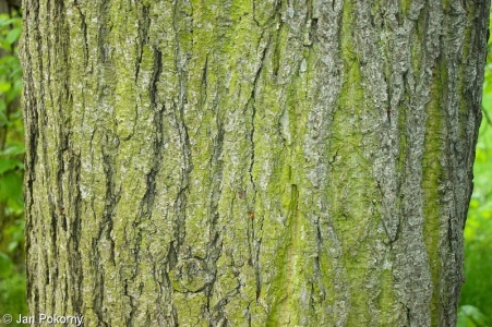 Tilia euchlora – lípa zelená