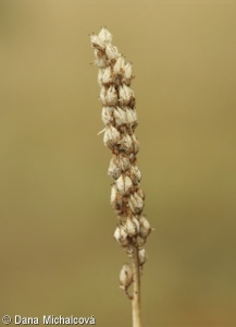 Tofieldia calyculata – kohátka kalíškatá