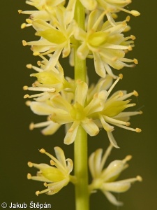 Tofieldia calyculata – kohátka kalíškatá