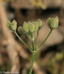 Torilis arvensis – tořice rolní