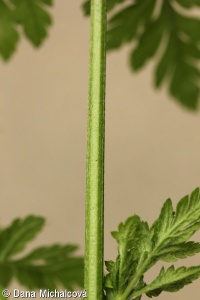 Torilis japonica subsp. japonica